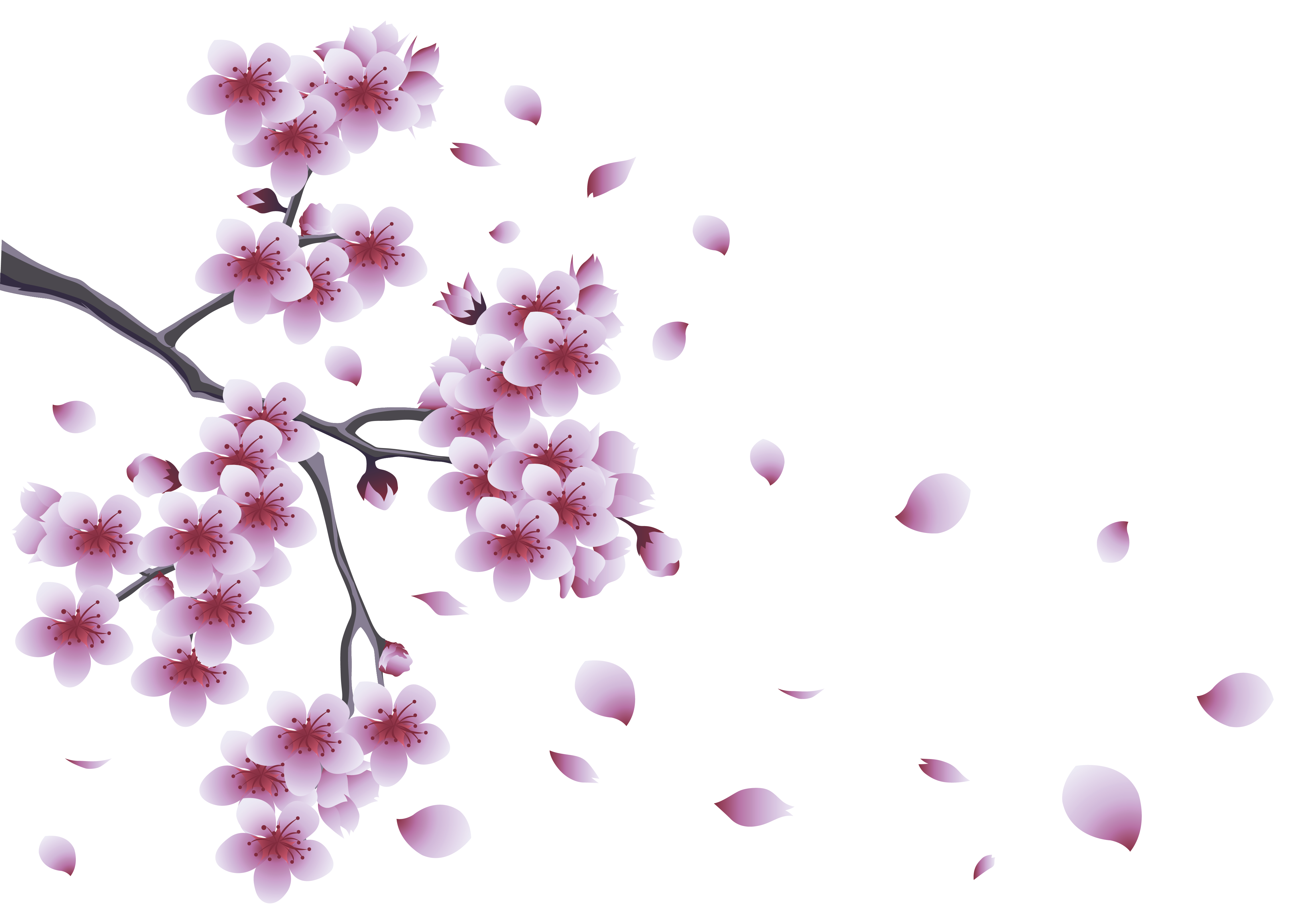 Flower Spring Tree Branch Flowers With Clipart