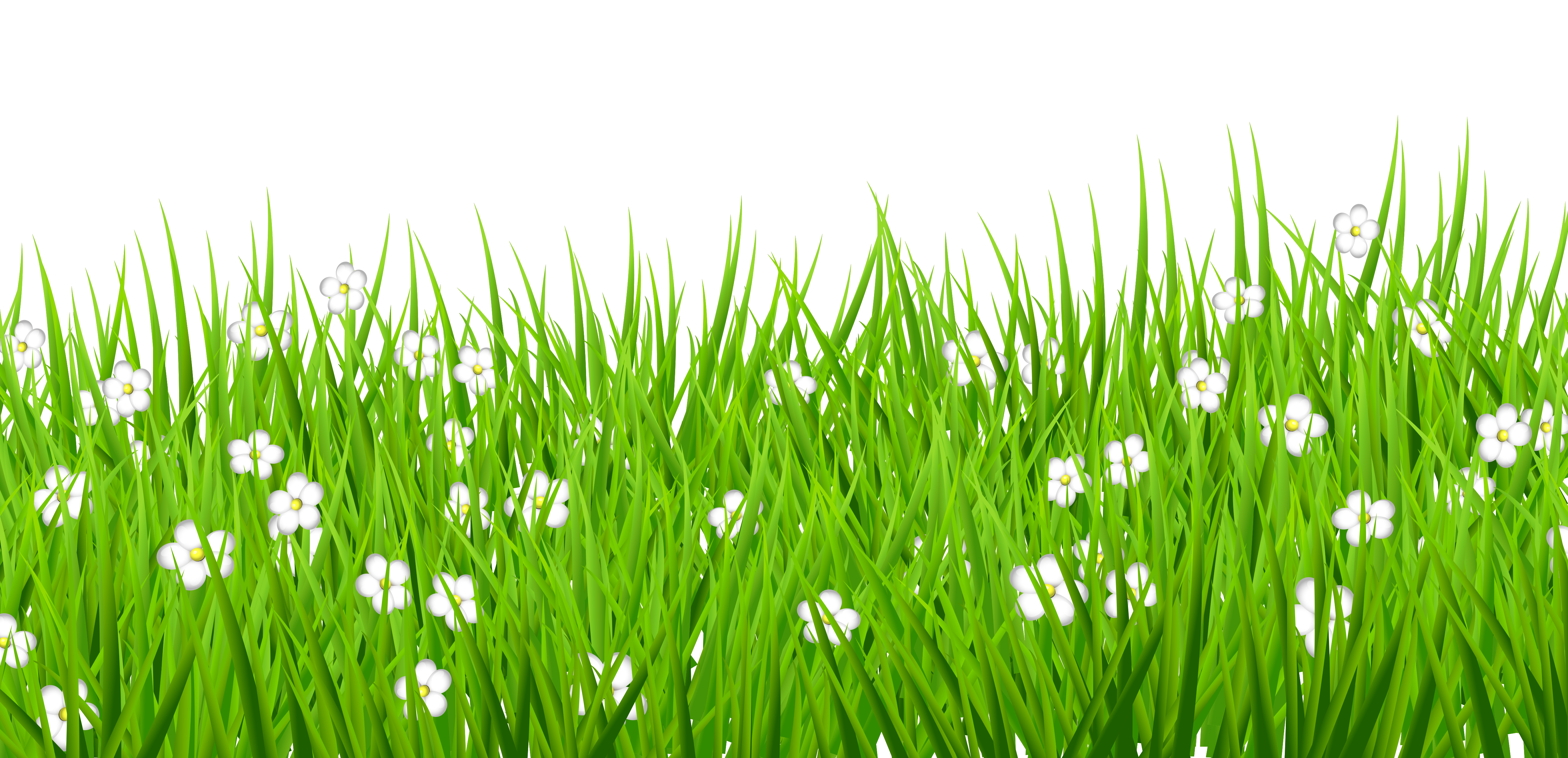 Lawn Grass White Flowers With Transparent Clipart