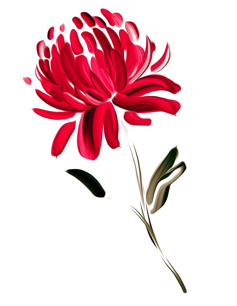 Australia Waratah Painted Chrysanthemums Chrysanthemum Flower Fig Clipart