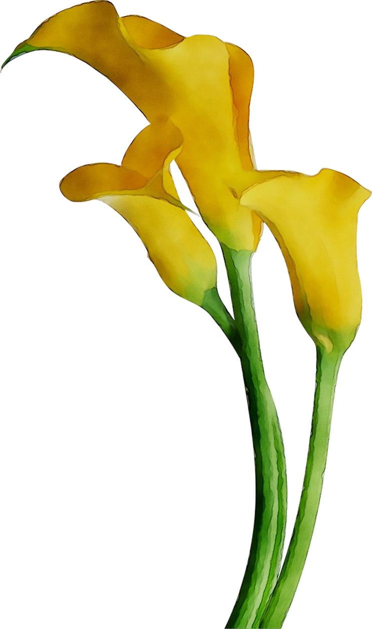 Arum-Lily Lilies Cut Flowers Yellow Arum Bog Clipart