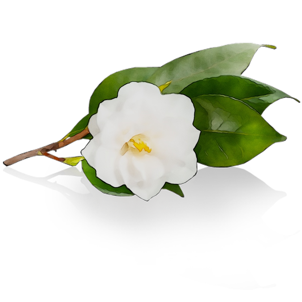 Camellia Free Photo PNG Clipart