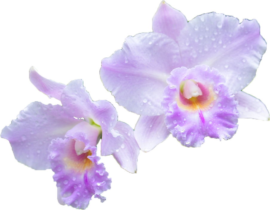 Flower 'Miss Purple Cattleya Joaquim' Watercolor Vanda Clipart