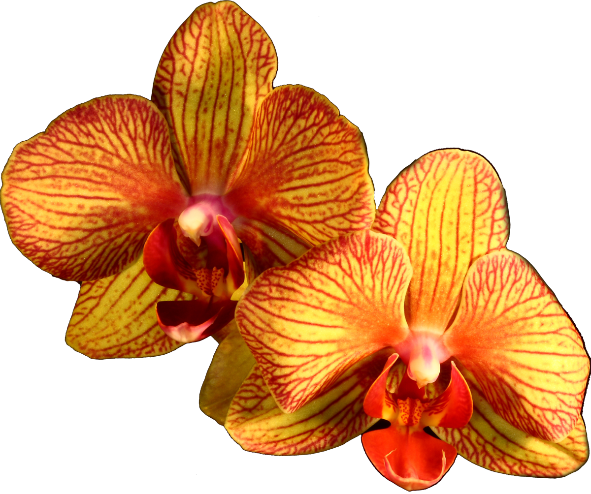 Plant Flower Moth Orange Orchids Orchid Clipart