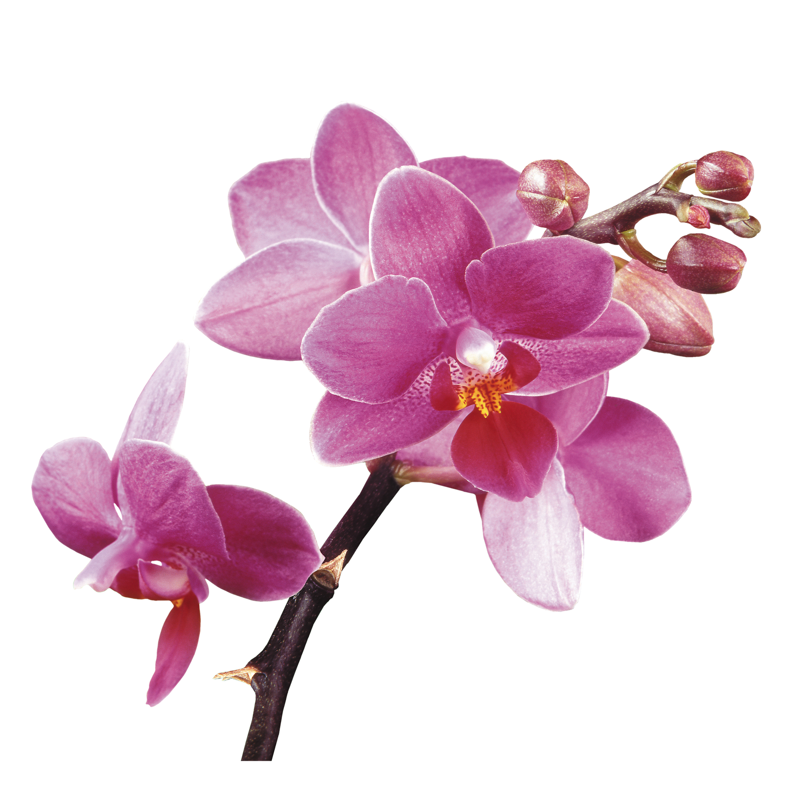 Spa Flower Orchids Free HQ Image Clipart