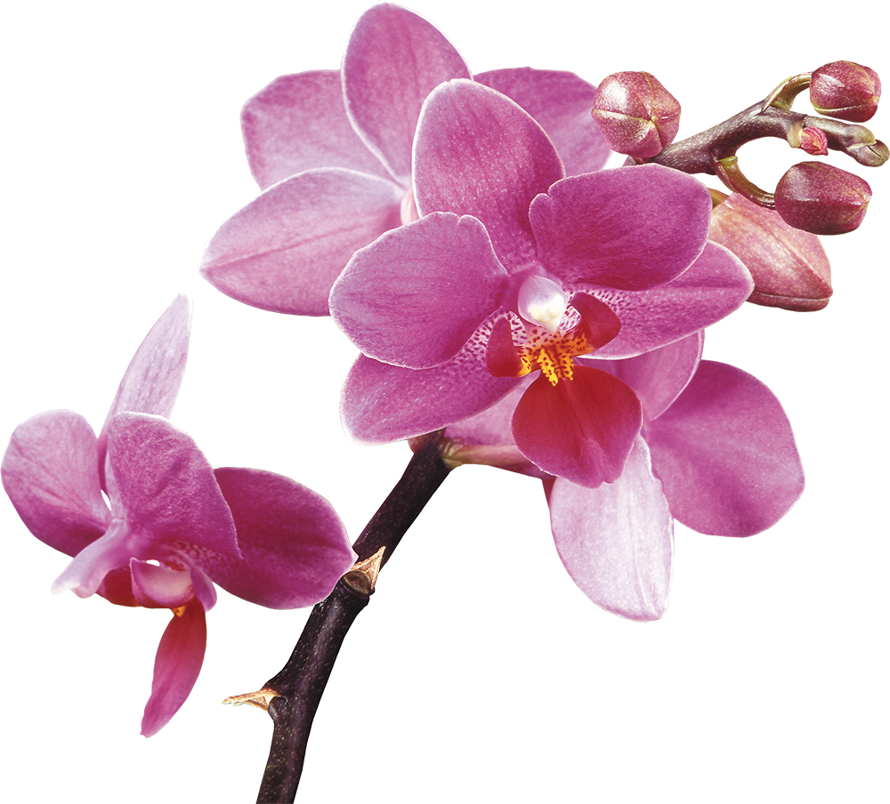 Purple Crocus Orchids Free Frame Clipart