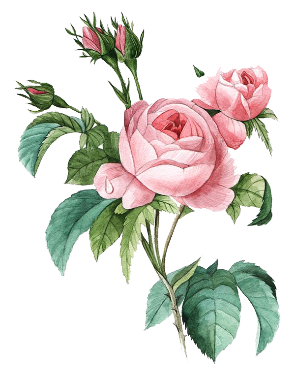Pink Botany Flower Damask Rose Illustration Poster Clipart