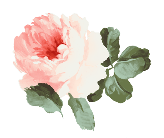 Pink Still Garden Life: Illustration Roses Flower Clipart