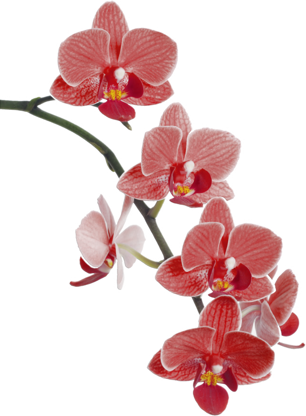 Flower Cypripedium Waling-Waling Popular Orchids Orchid Clipart