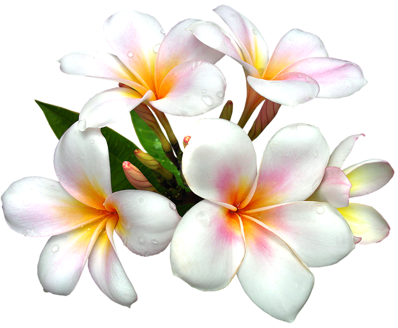 Large White Flower PNG Image High Quality Clipart