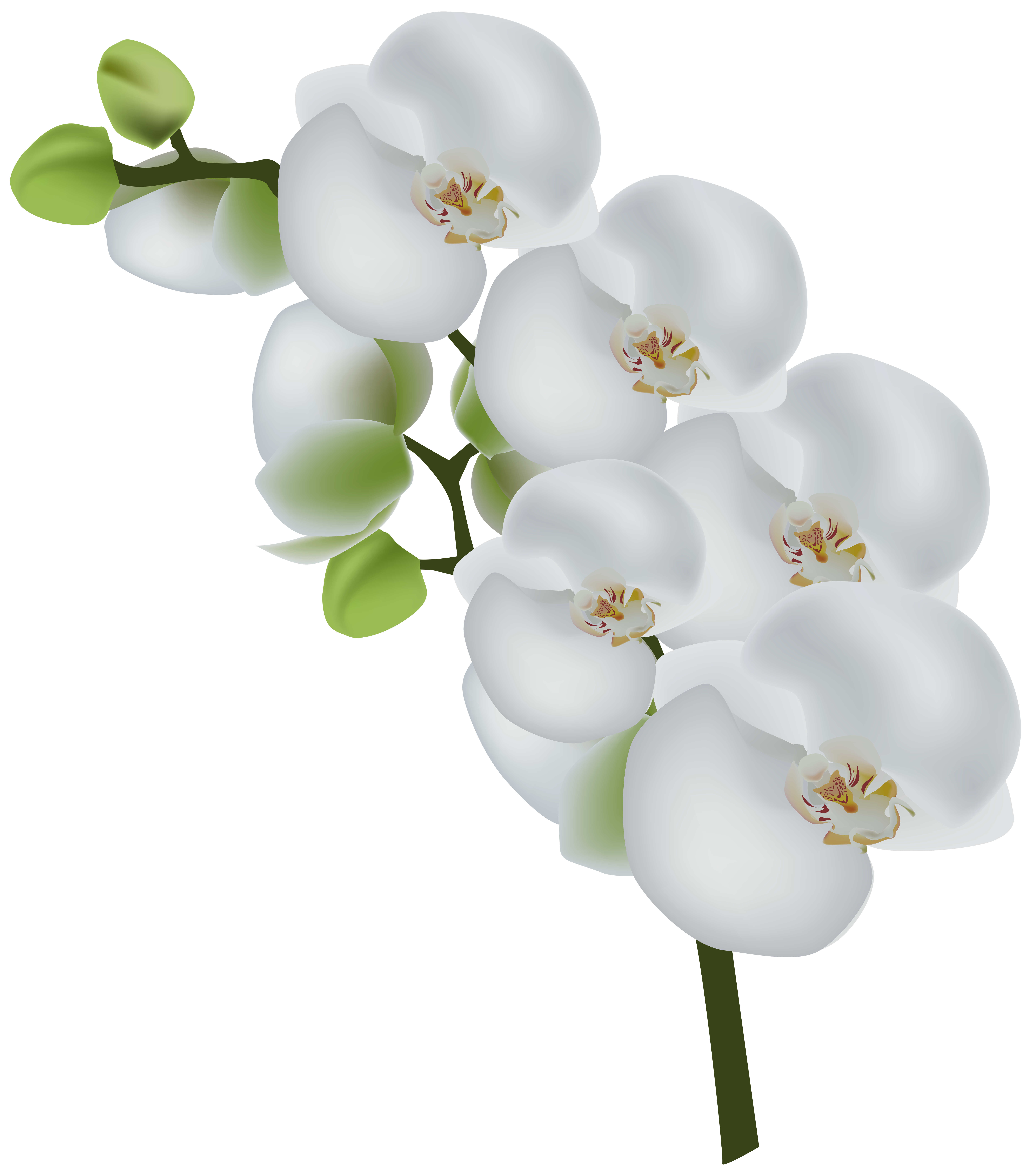 Photography Orchids White Orchid Transparent Stock Clipart