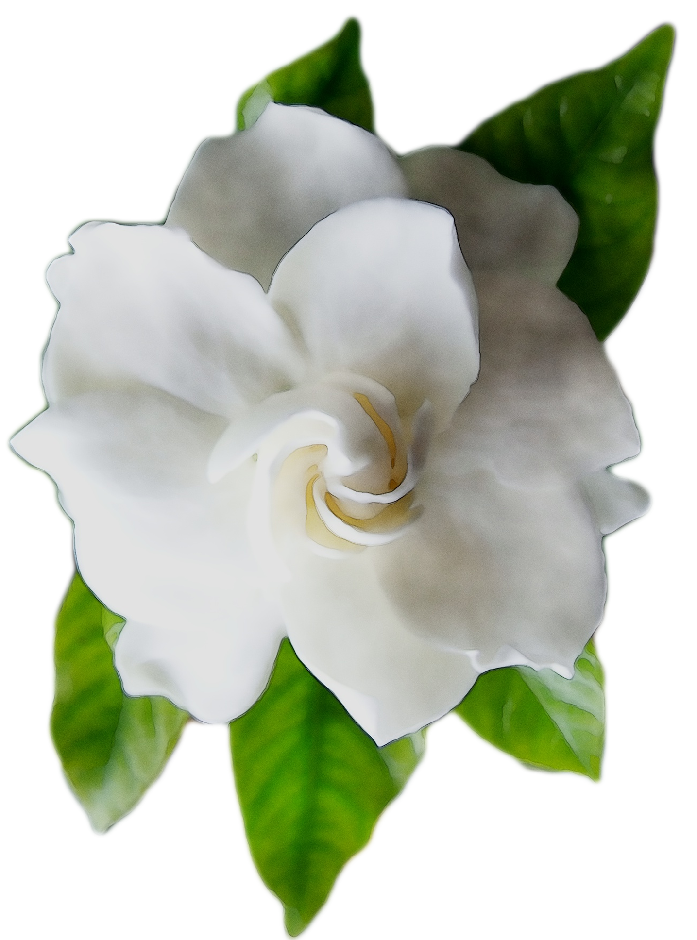 Gardenia Floribunda Free Photo PNG Clipart