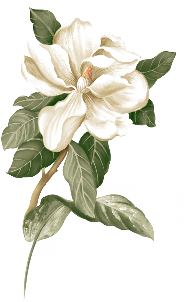 Fresh,Creative Gardenia,Small Flower Jasmine Illustration Botanical Women Clipart