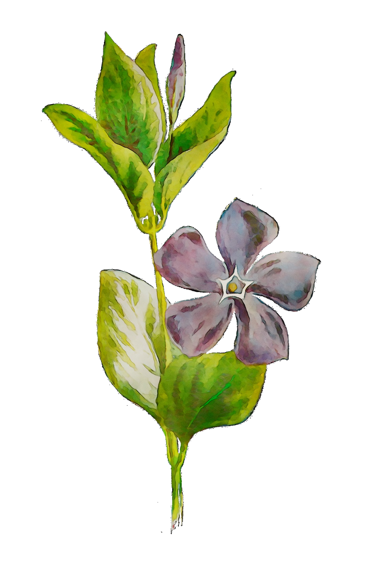 Plants Flowering Leaf Plant Stem Free HD Image Clipart