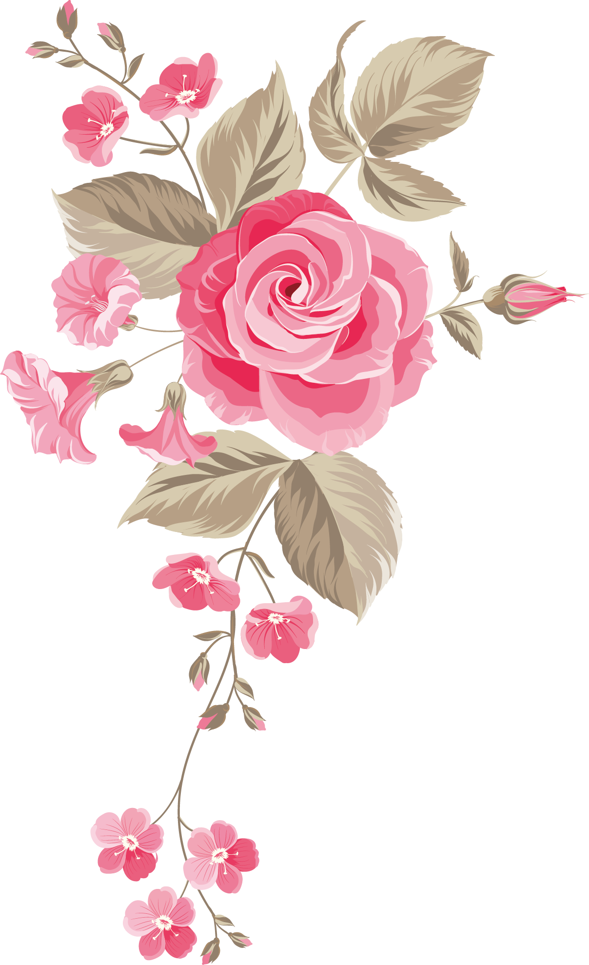 Cut Garden Bouquet Roses Centifolia Flower Design Clipart