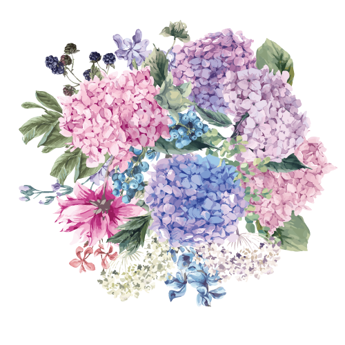 Flower Blossom Hydrangea Wedding Petiolaris Watercolor Invitation Clipart