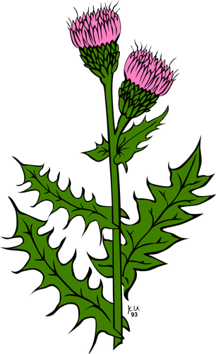 Of Cirsium Arvense Flower Clipart