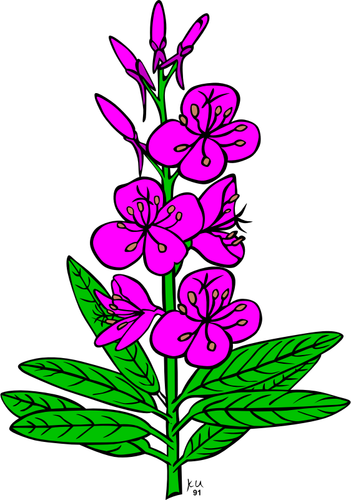 Of Epilobium Angustifolium Plant Clipart