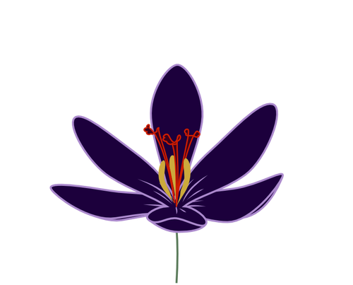 Crocus Blossom Clipart