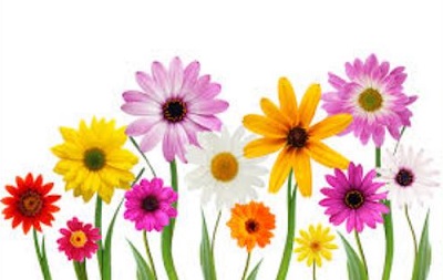Free May Flowers Png Image Clipart