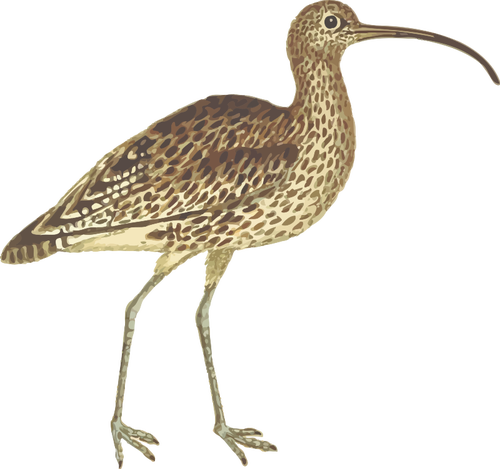 Image Of Wingspan Bird Clipart