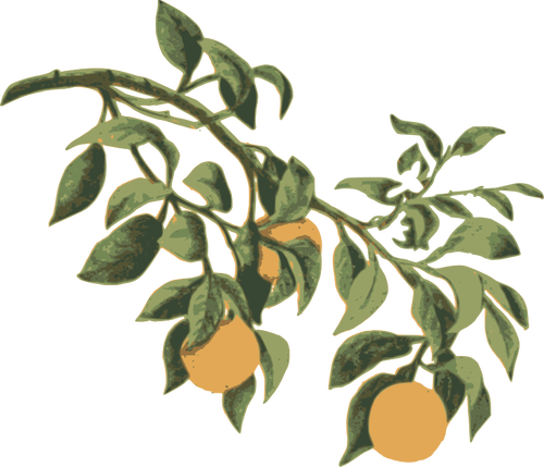 Oranges On A Branch Clipart