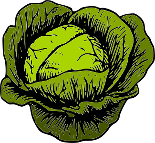 Green Cabbage Vegetables Clipart