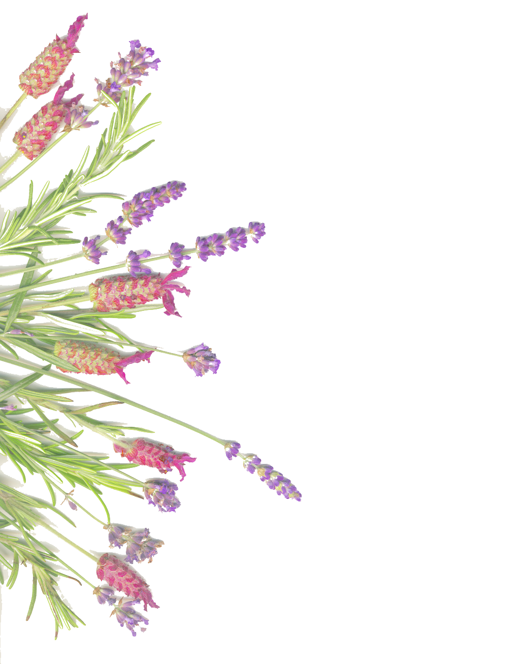 And On Herb Sage Lavender Isolated Common Clipart
