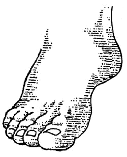 Foot Feet Image Png Image Clipart