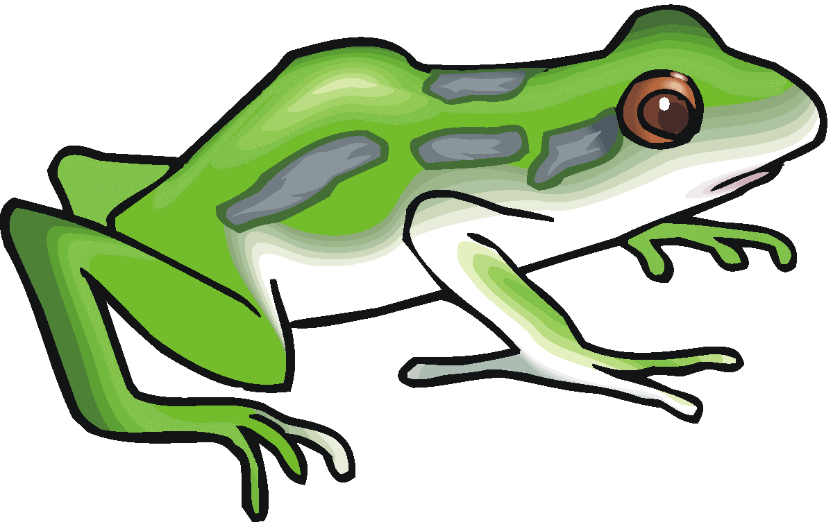 Frog Images Images Hd Image Clipart