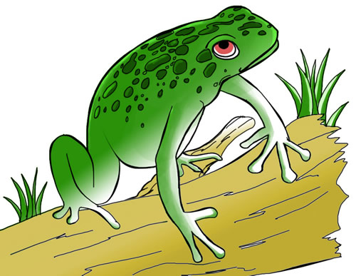 Free Frog To Download Frog Hd Photo Clipart