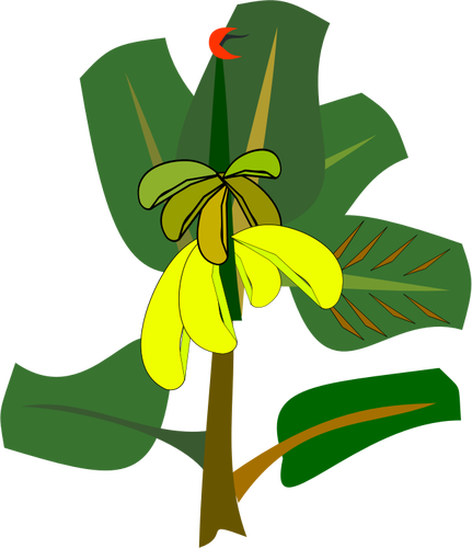 Banana Tree With Ripe Fruits Clipart