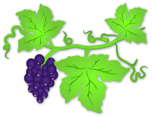 Of Ripe Grapes Clipart