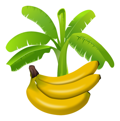 Colourful Banana Plant With Fruits Below Graphics Clipart