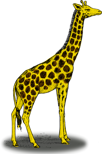 Colored Giraffe Clipart