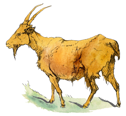Goat Download Images Hd Photo Clipart