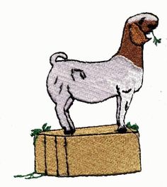 Boer Goat Images Of Drawing Goat Wallpaper Clipart