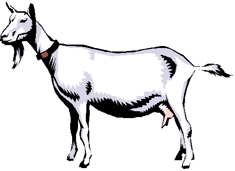 Boer Goat Png Image Clipart