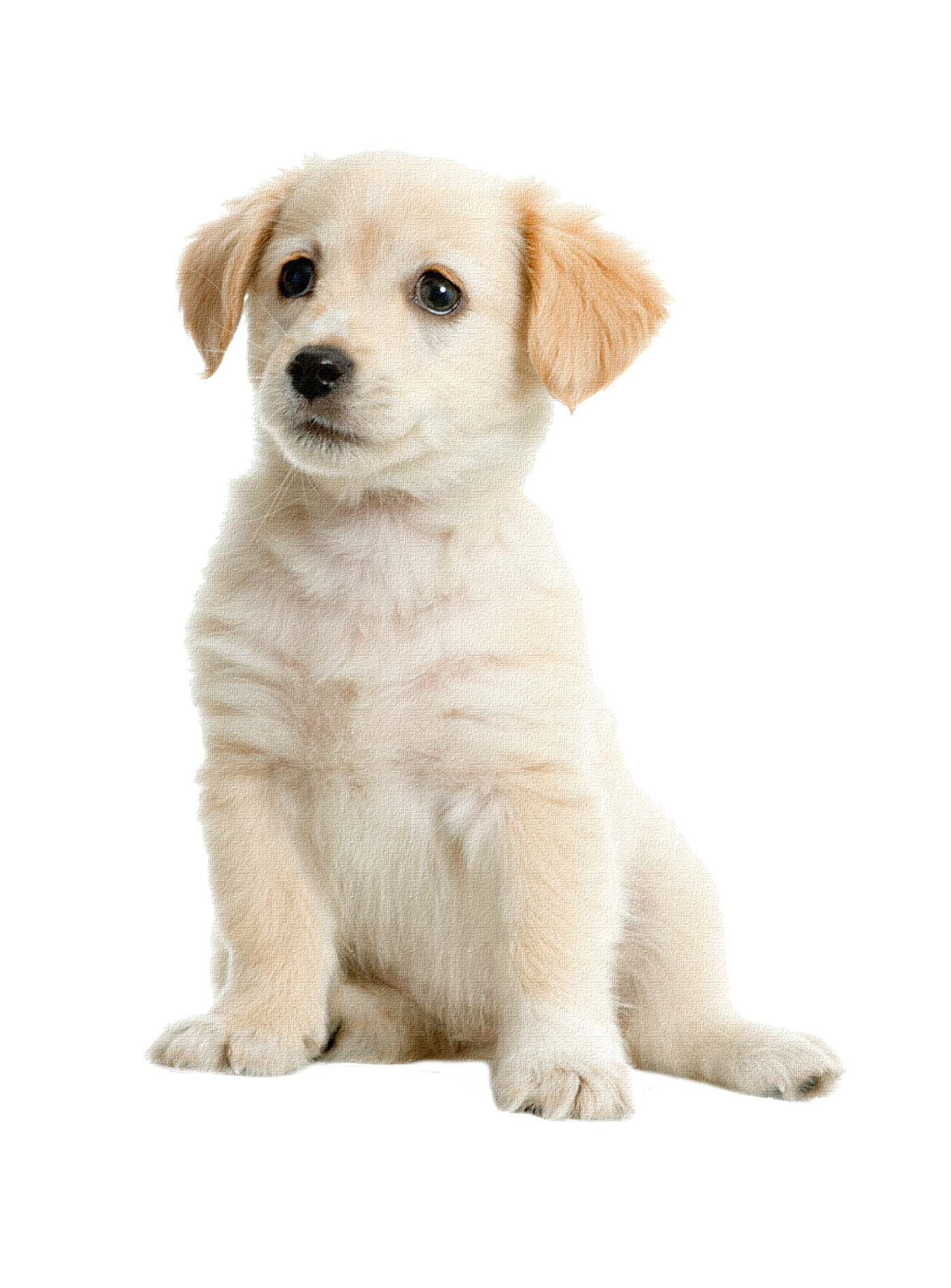 Golden Labrador Pet Boston Puppy Terrier Retriever Clipart