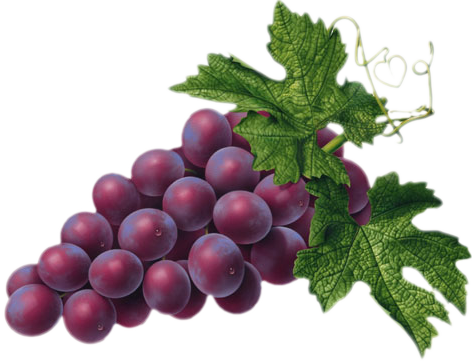 Fruit Image Grapes Image Png Images Clipart