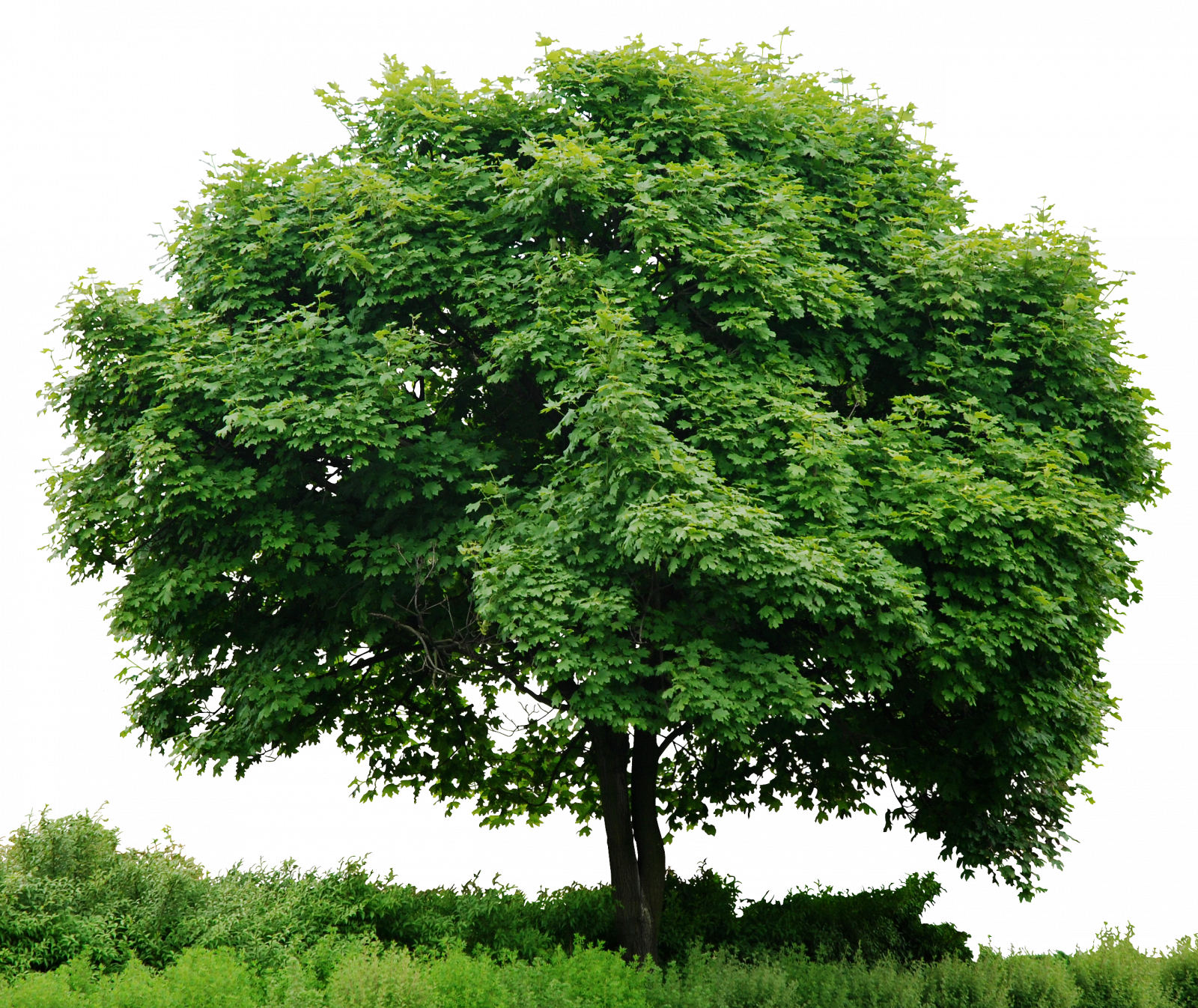 In Tree Look Trees At PNG Free Photo Clipart