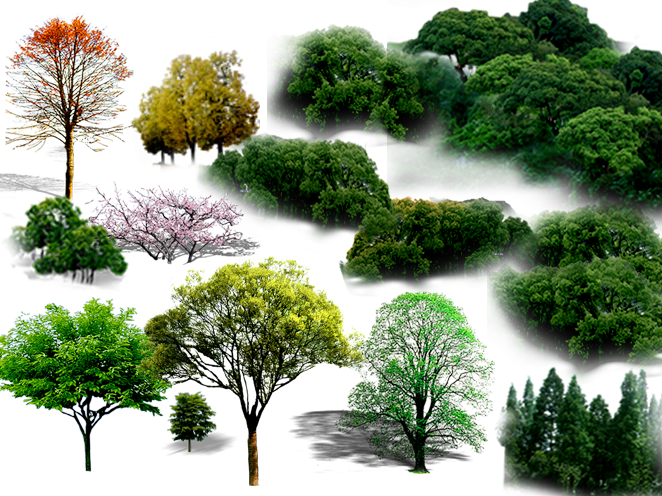 Tree PNG File HD Clipart