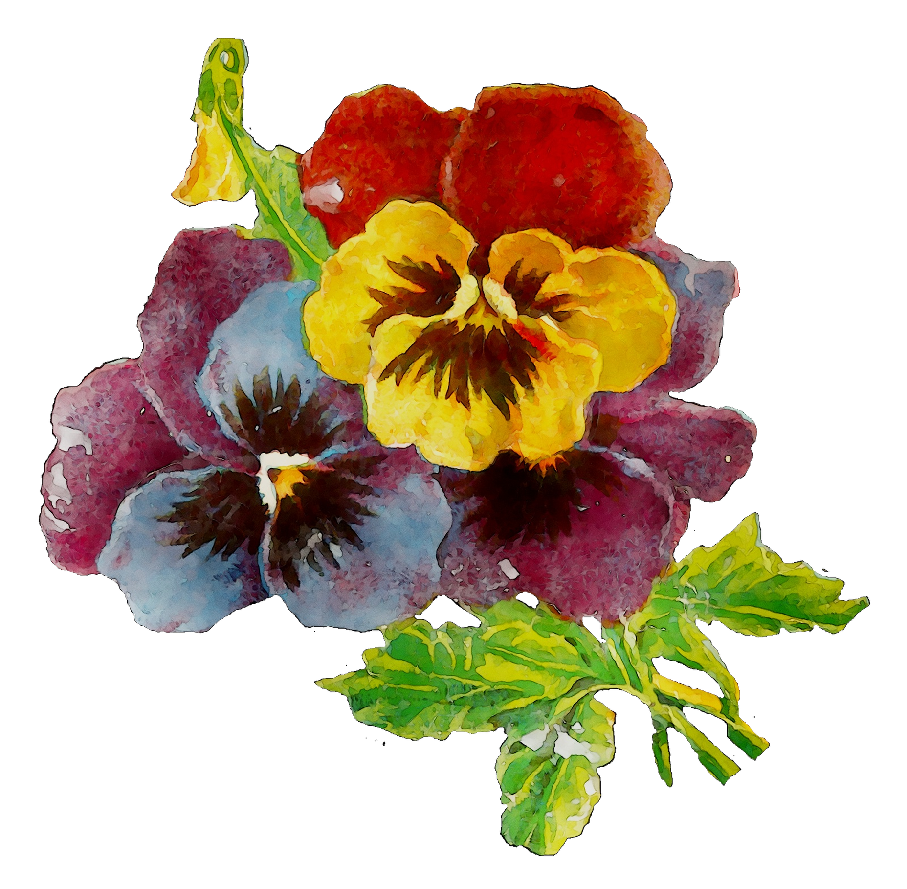 Pansy Plants Plant Annual Primrose Download HD PNG Clipart
