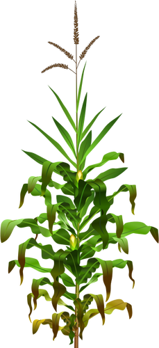 Of Mais Plant With Ripe Corn Clipart