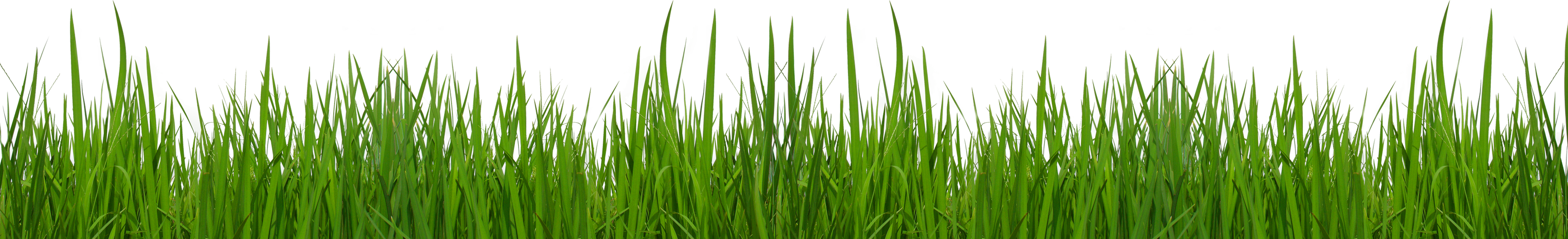 Grass And Flowers Images Png Images Clipart