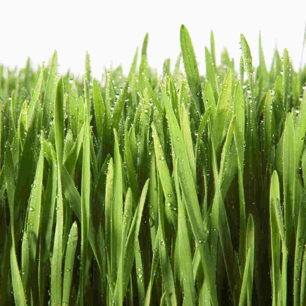 Grass Images Images Image Png Clipart