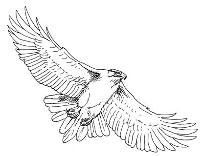 Hawk 5 Image Free Download Png Clipart