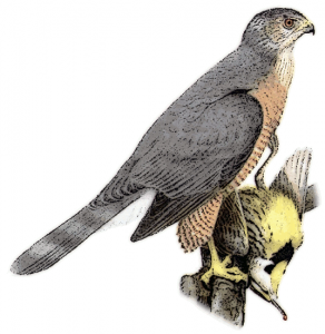Coopers Hawk Download Hd Photos Clipart