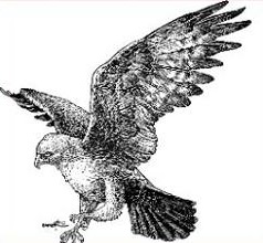 Free Hawk Png Images Clipart
