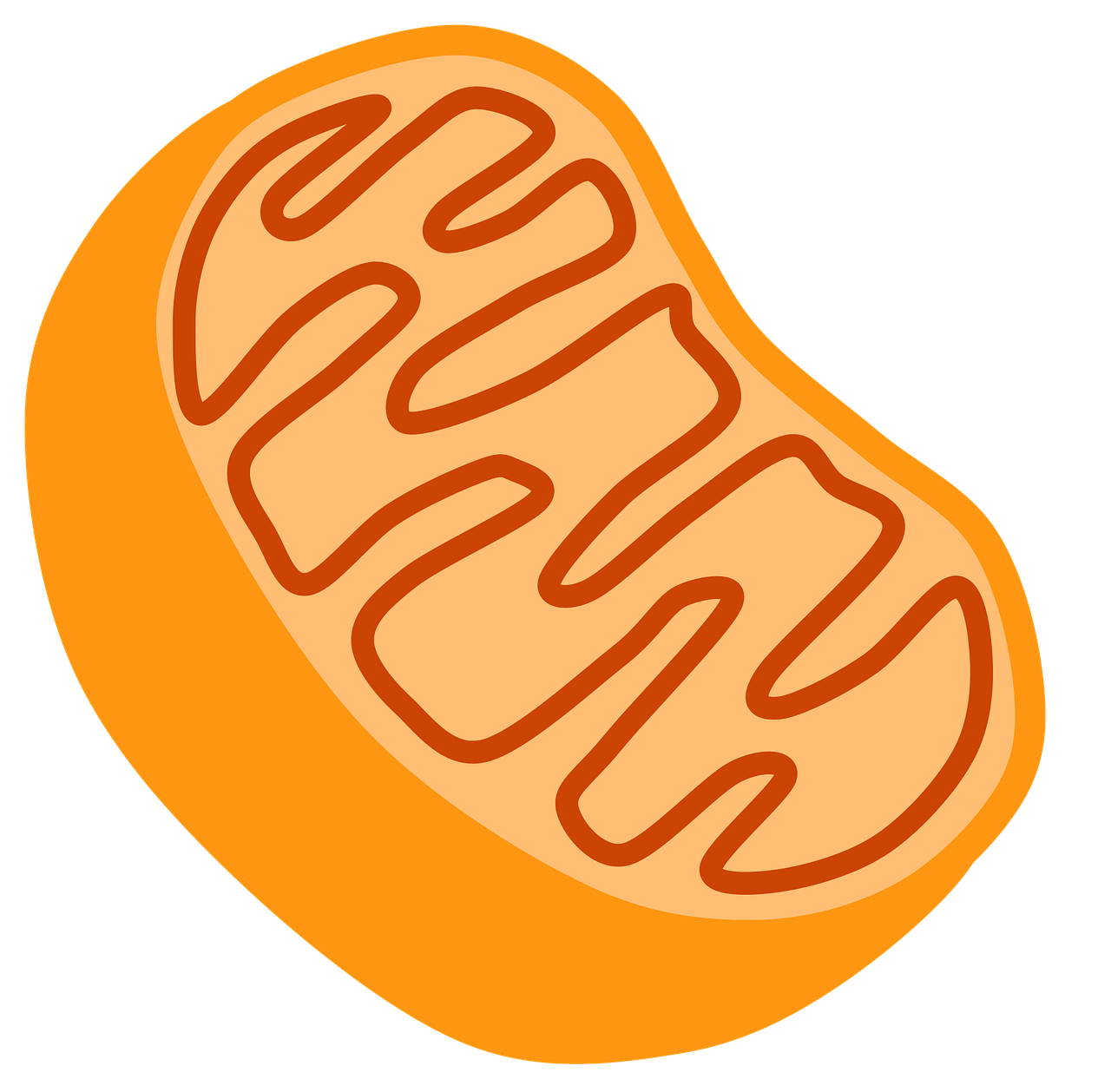 Mitochondrion Organelle Cell Holi PNG File HD Clipart