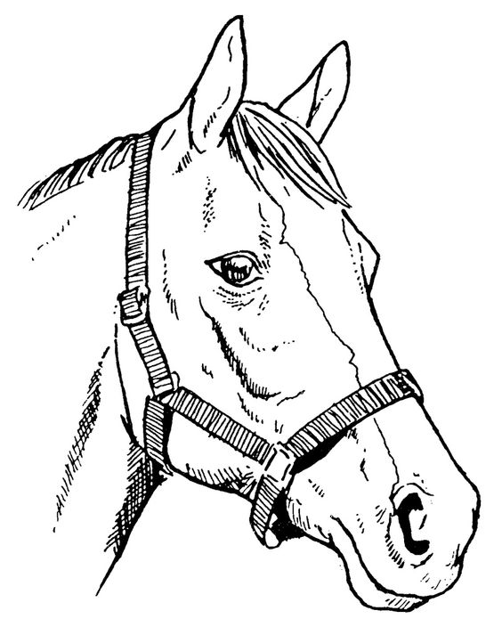 Clipart Horse Head With Bridle Png Image Clipart